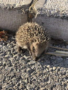 A hedgehog exploring a leafy garden during daylight hours.