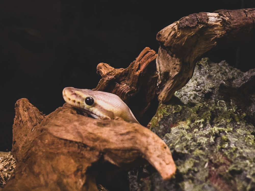 brown and black snake on brown tree trunk