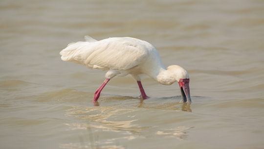 white bird on water during daytime in Moremi Game Reserve Botswana