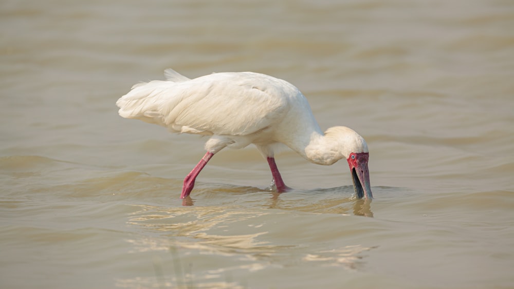 pájaro blanco en el agua durante el día