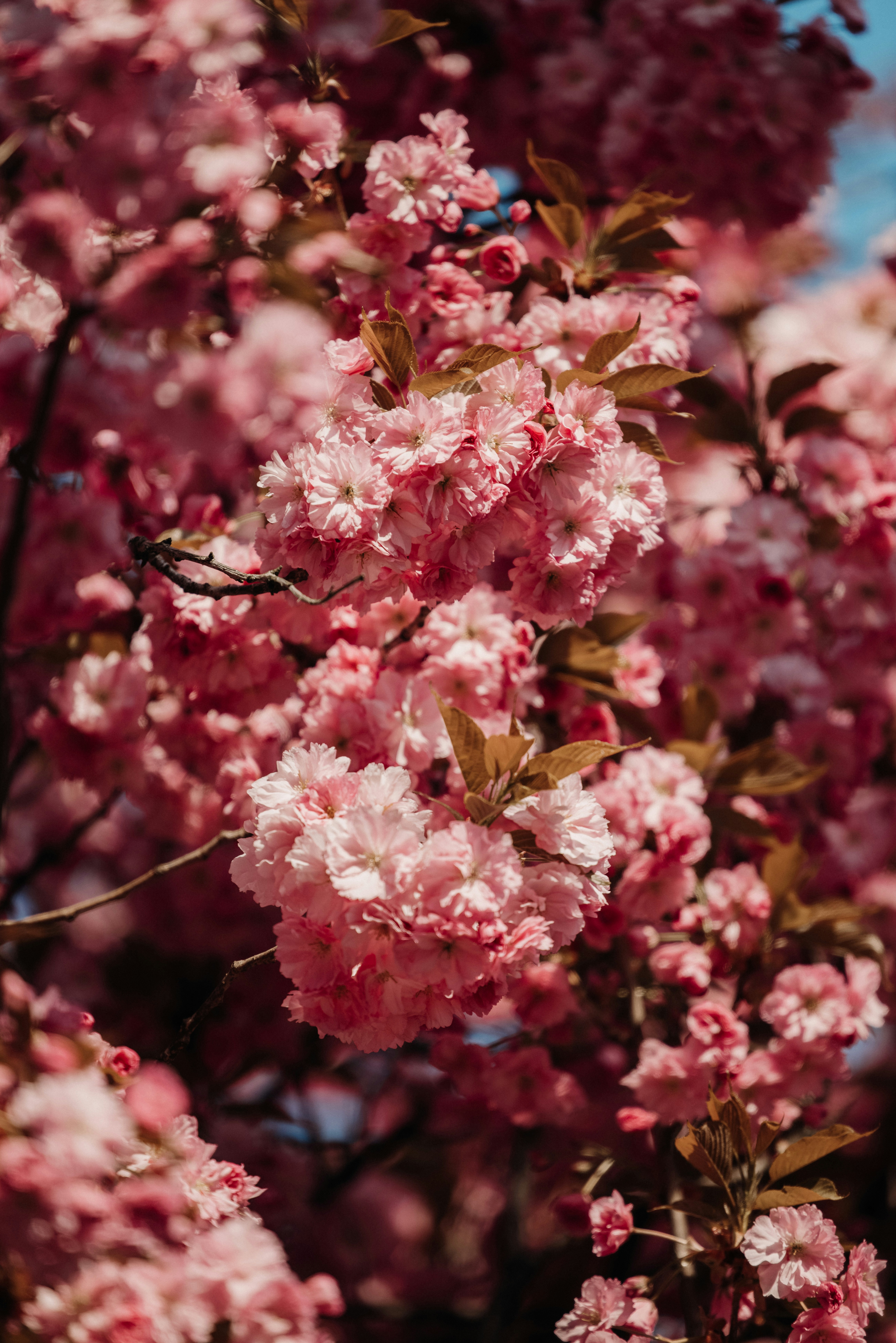 Photo by patresinger