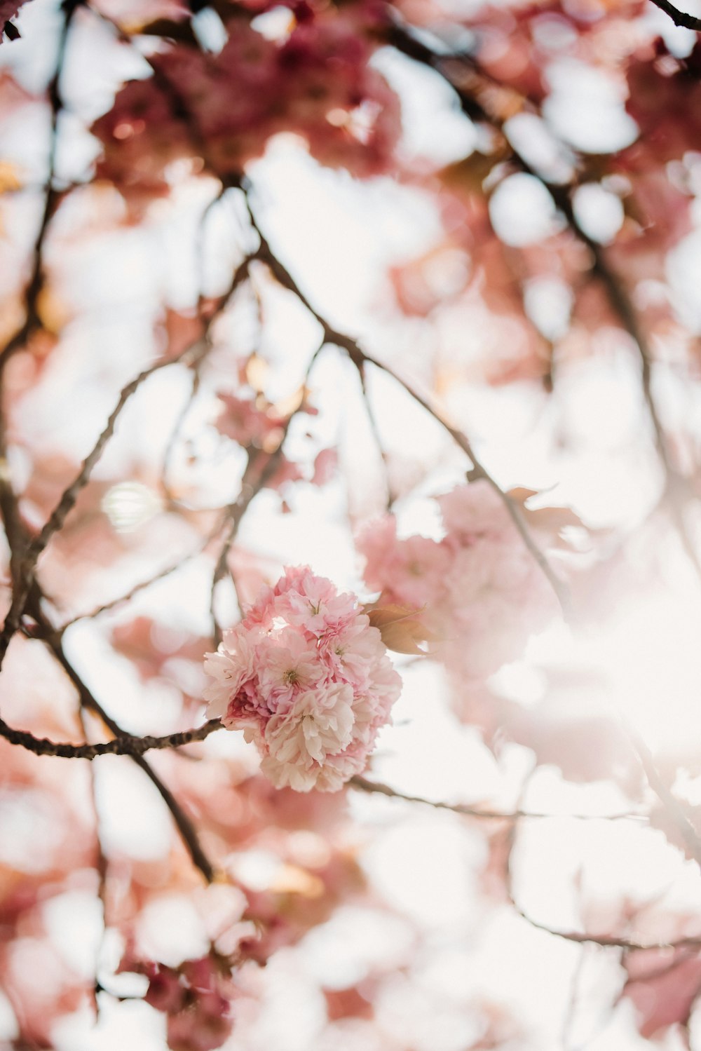 pink cherry blossom in close up photography
