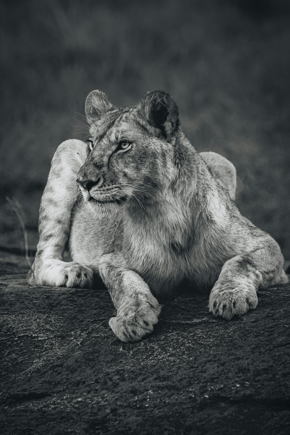 brown lioness lying on ground