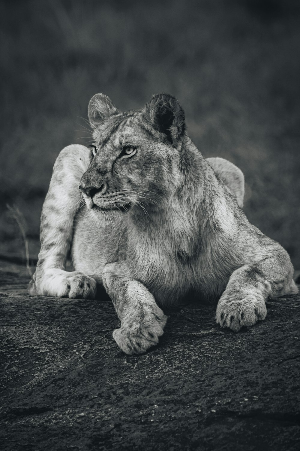 Lionne brune couchée sur le sol