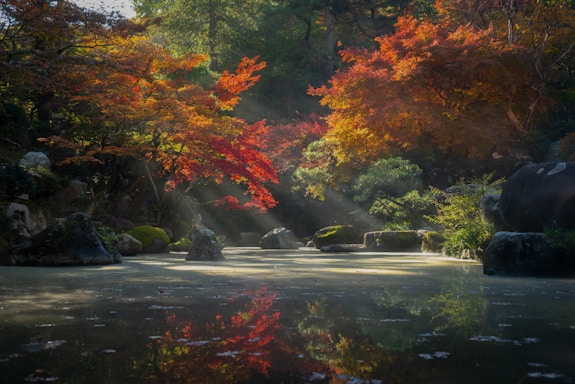 red and green trees beside river during daytime