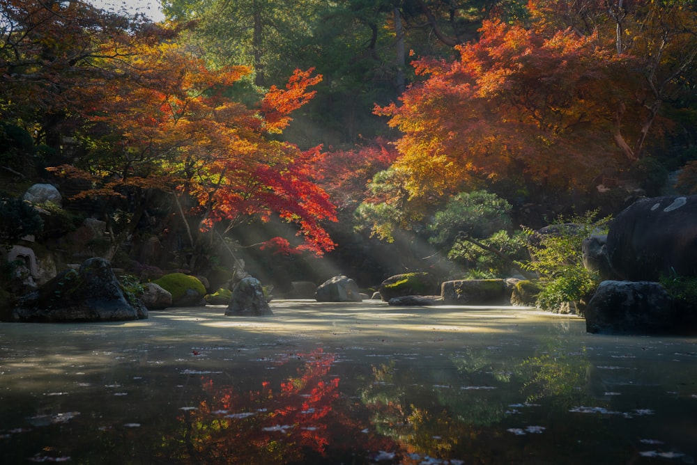 昼間の川沿いの赤と緑の木々