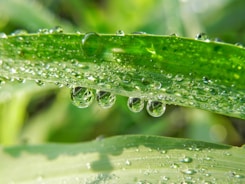 water droplets on green leaf