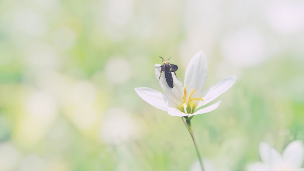 black and yellow bee on white flower