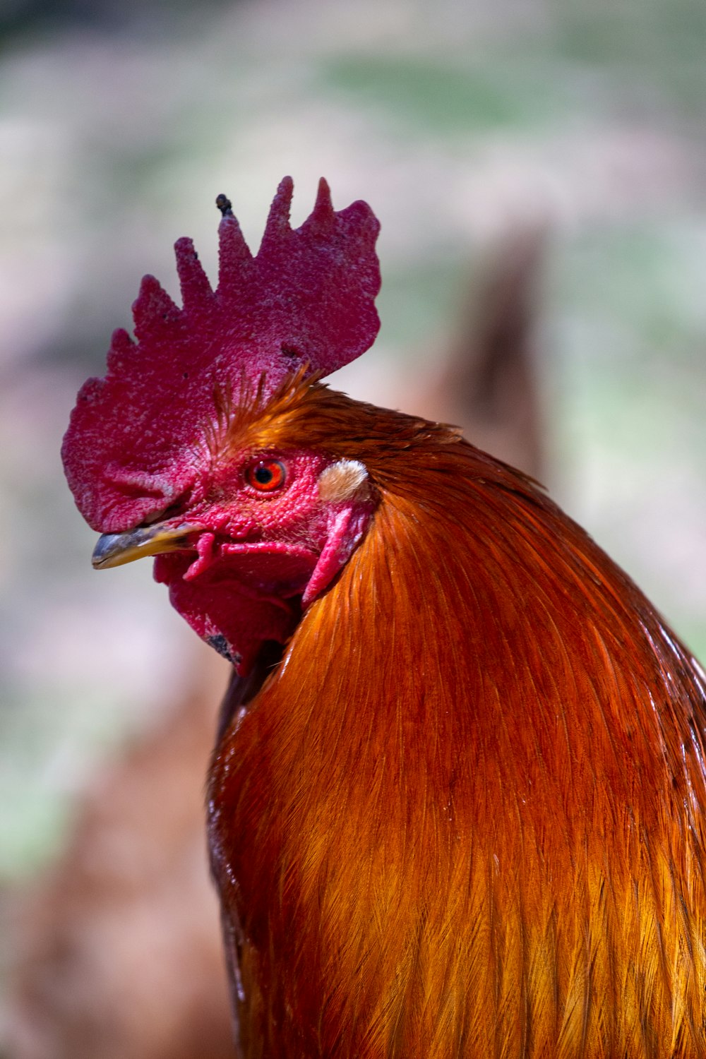 red and yellow rooster head