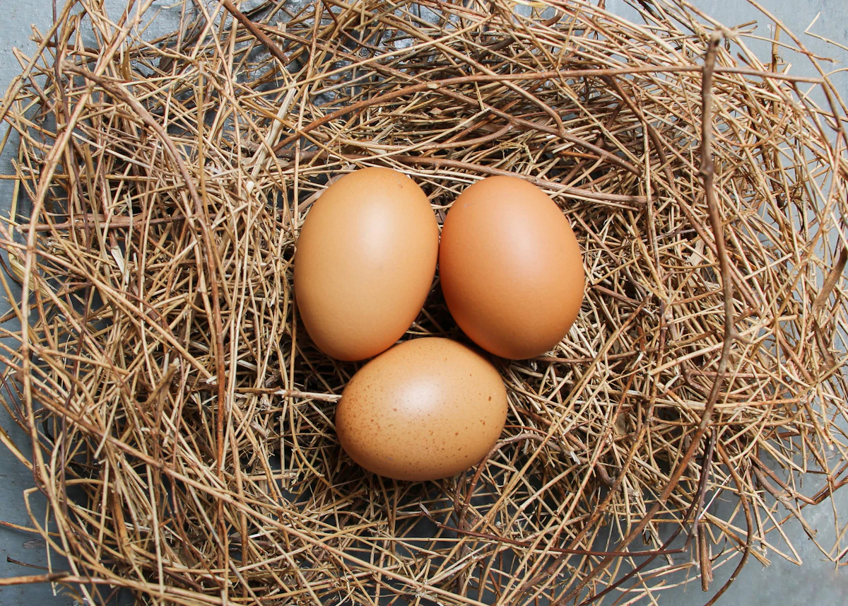 Eggs with warm lighting, representing an incubator at work
