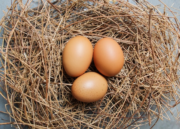 Brown egg on brown nest