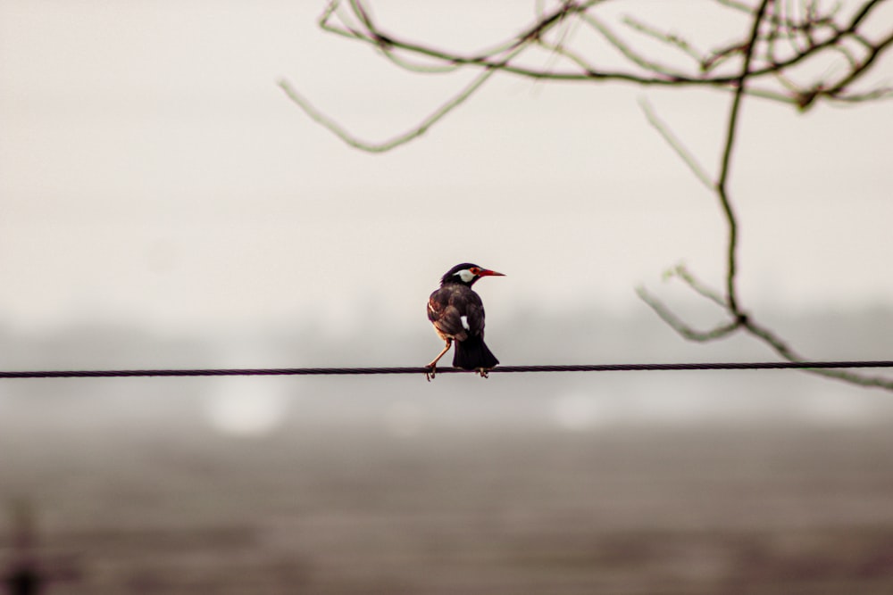 brown bird on brown tree branch during daytime