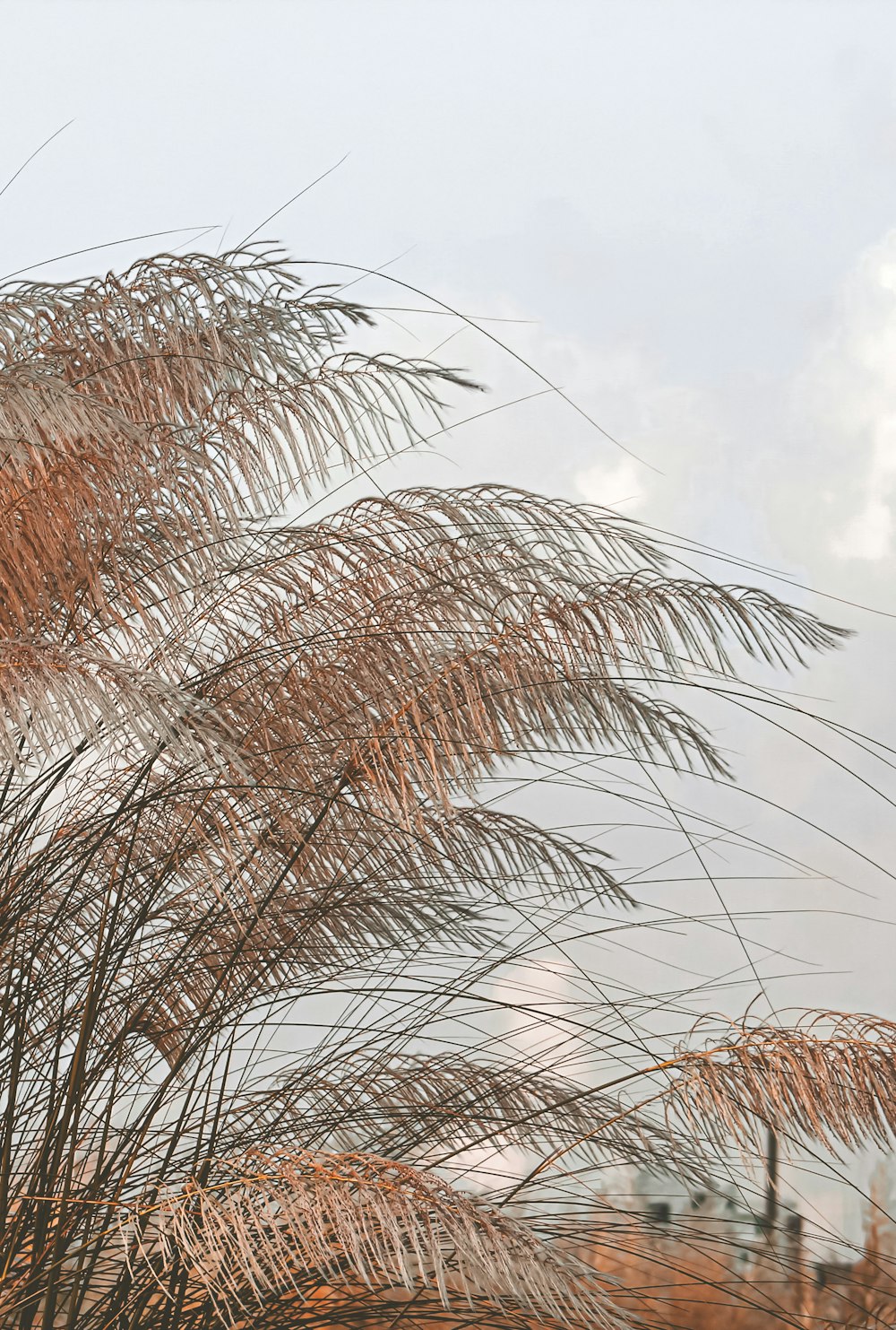 brown grass under white clouds during daytime