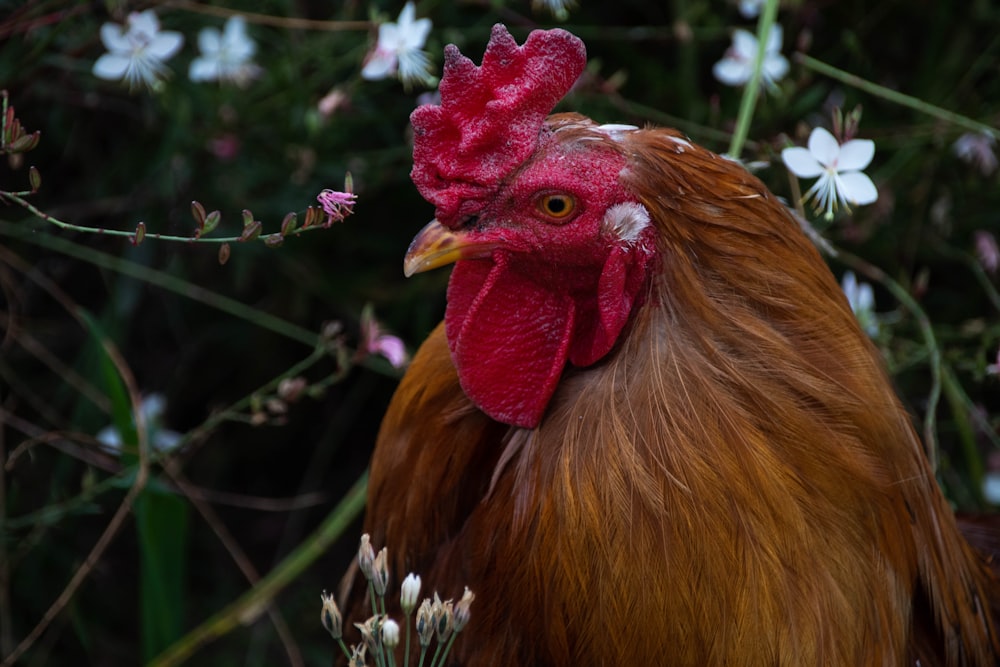 brown and red rooster in close up photography