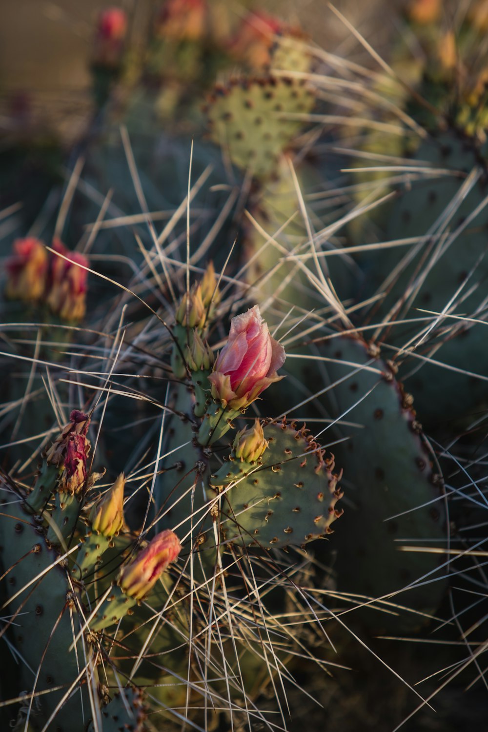 green cactus with pink flower