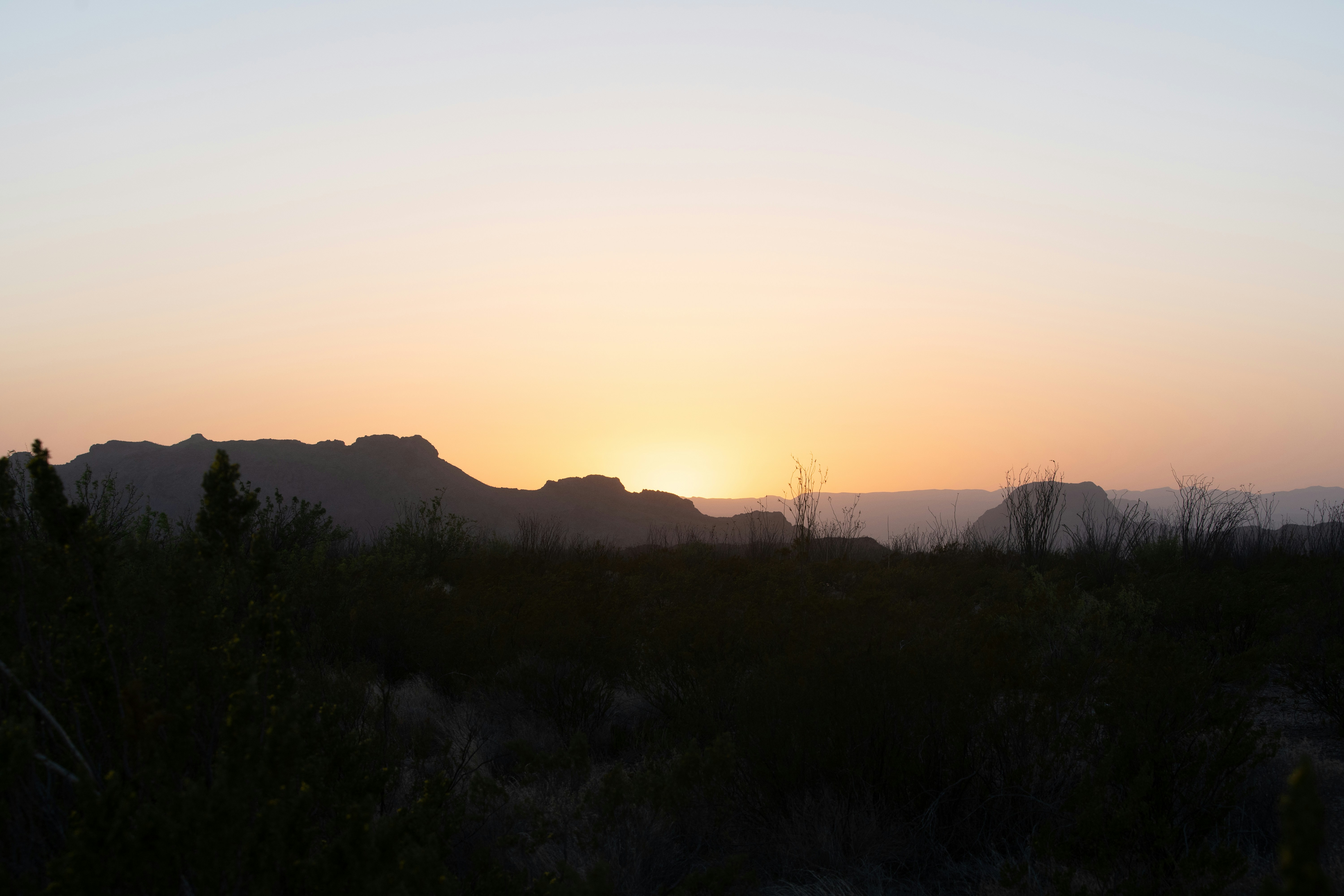 silhouette of trees during sunset