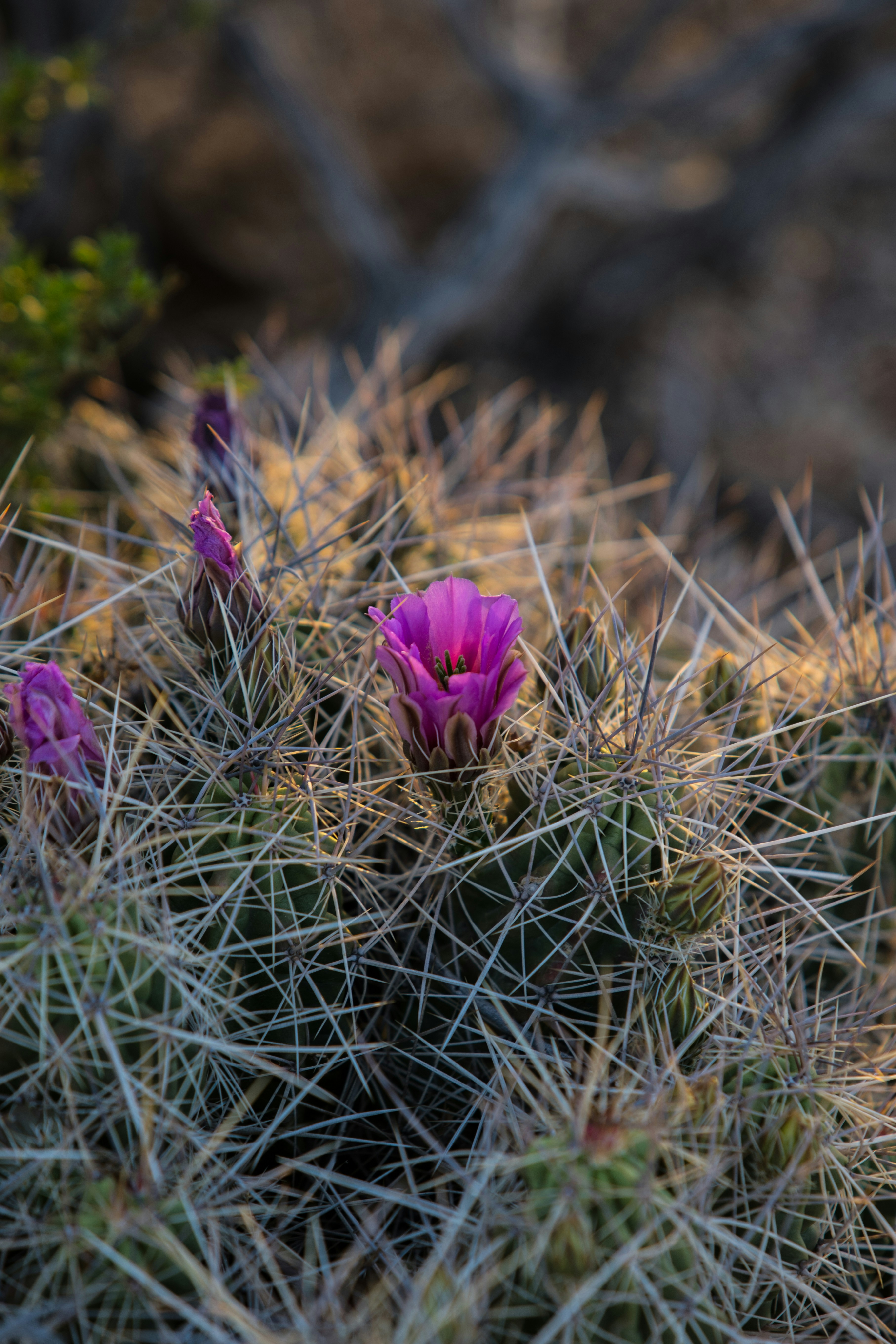 purple flower on green grass during daytime