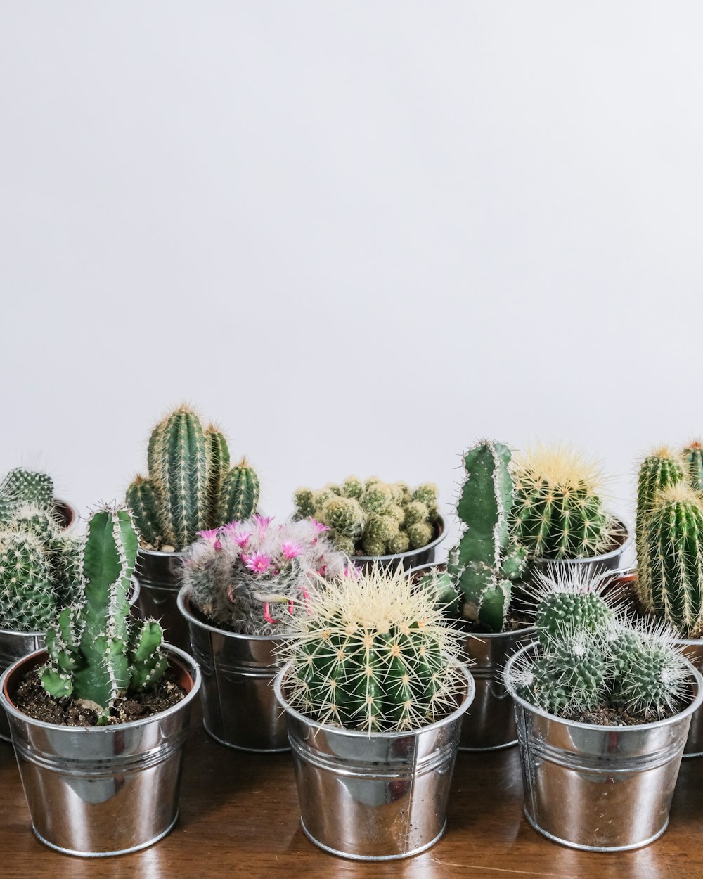 green cactus plants in stainless steel pots