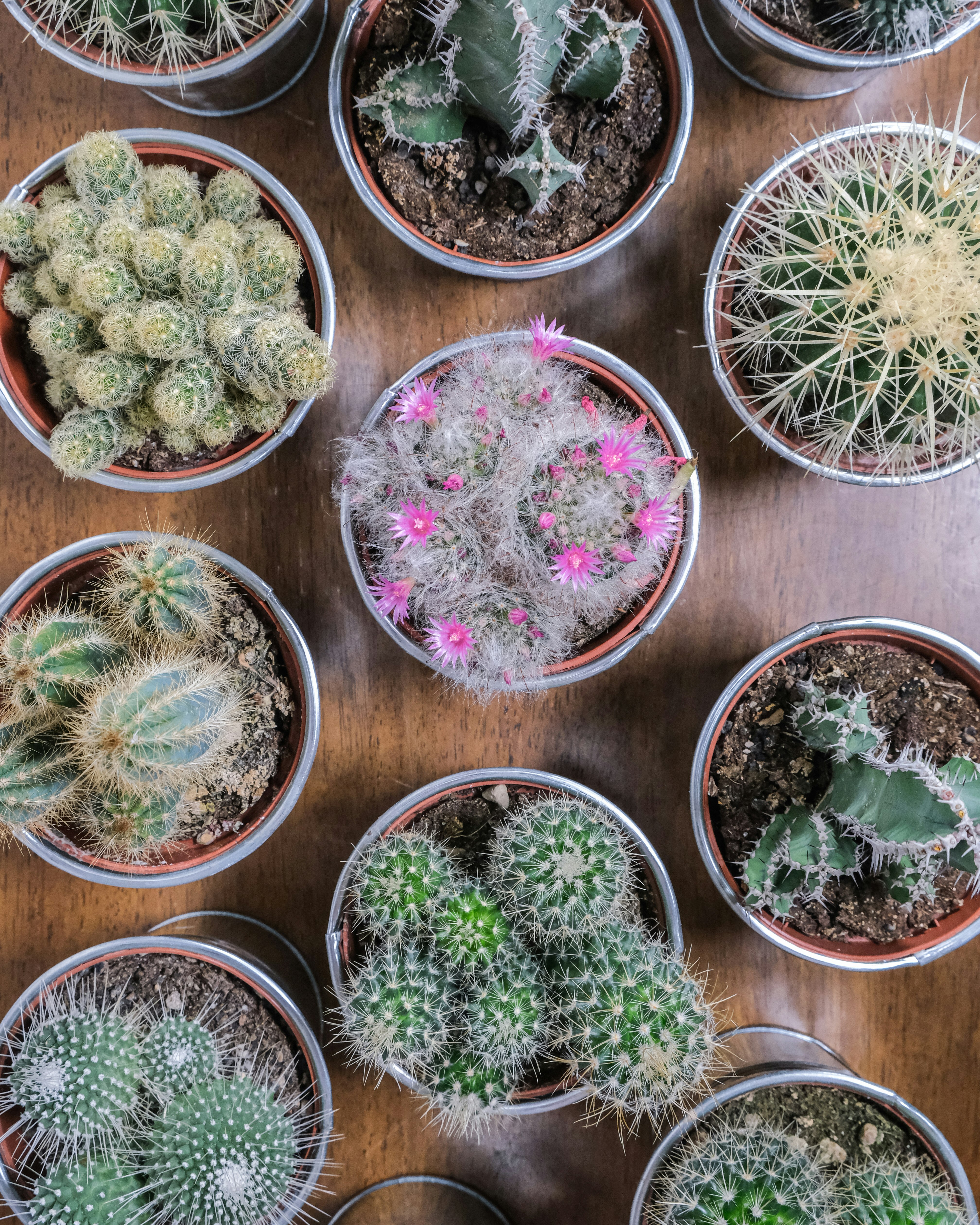 green cactus plants on brown wooden round pot