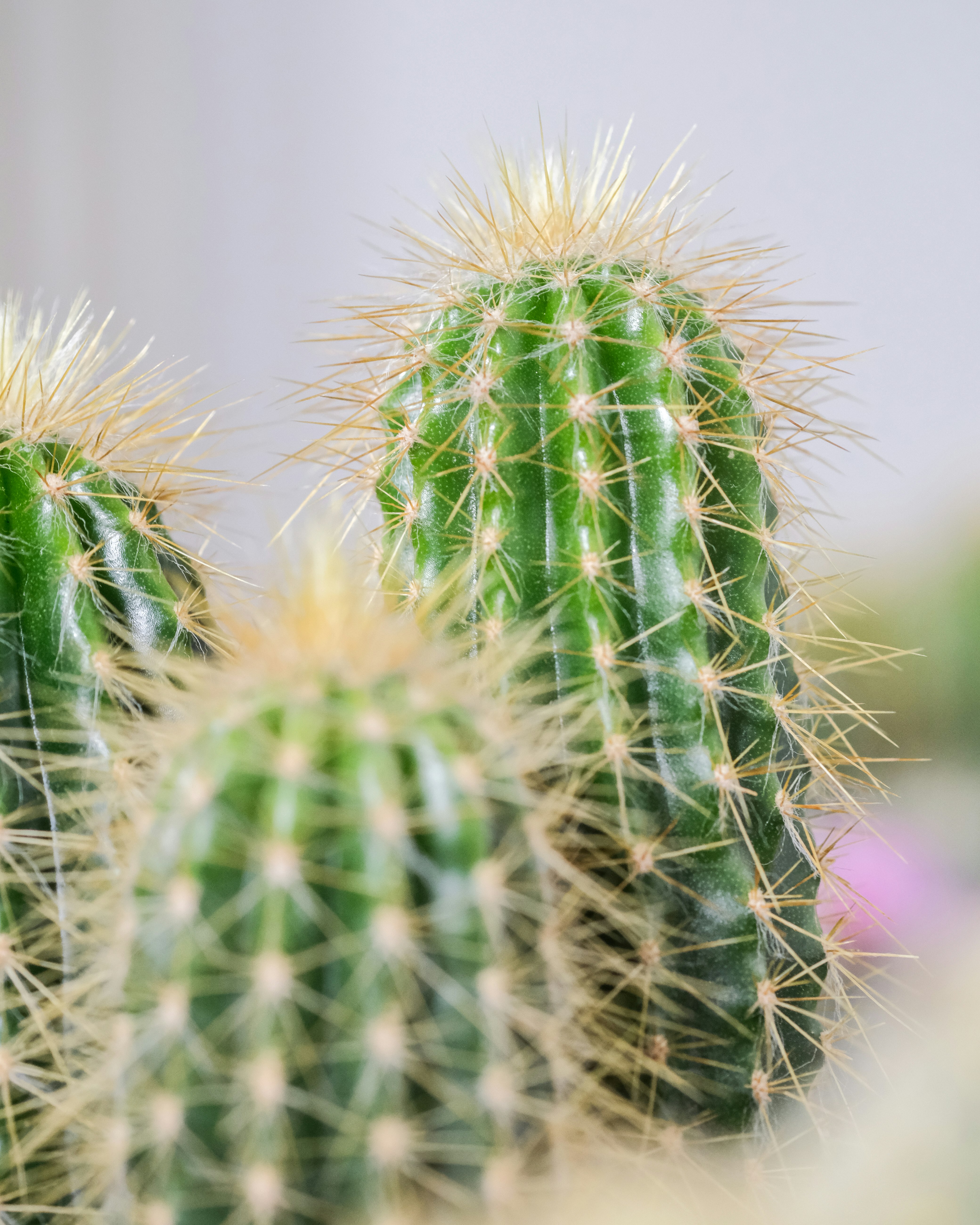 green cactus in close up photography