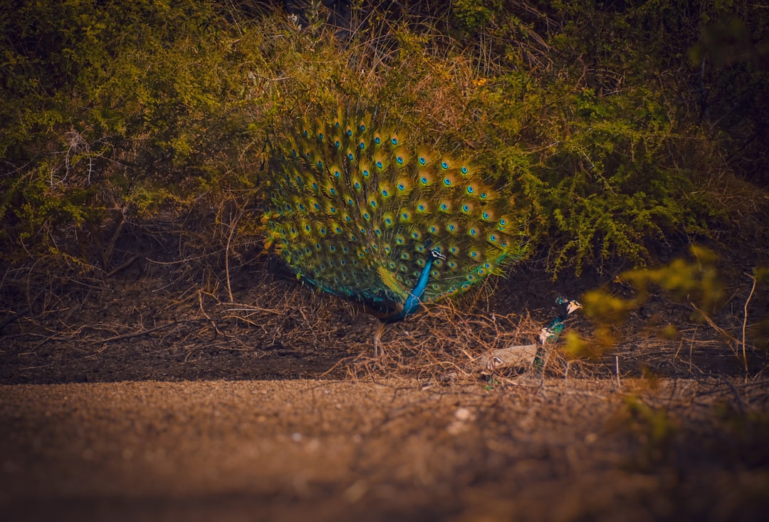 green and blue peacock feather on brown soil