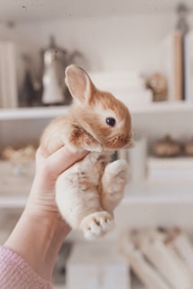 A small, fluffy brown and white bunny is being gently held up by a hand against a softly blurred background of shelves with books and decorative items.