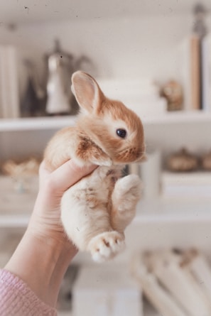 A veterinarian smiling warmly while holding a small rabbit during a check-up.