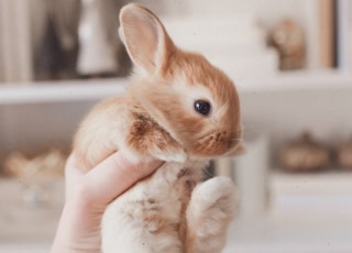 person holding white and brown rabbit