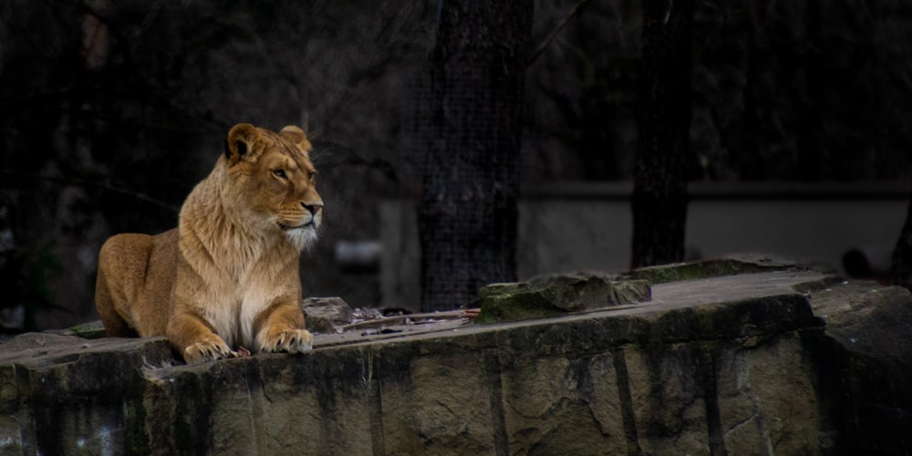 brown lion on brown rock