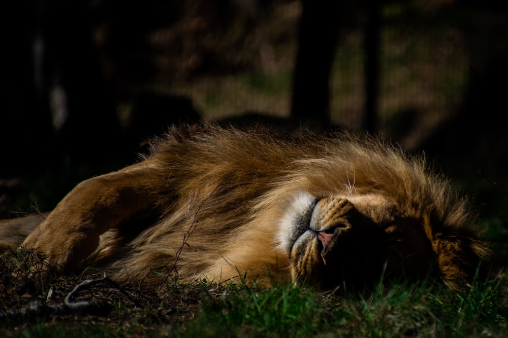 lion couché sur l’herbe verte pendant la journée