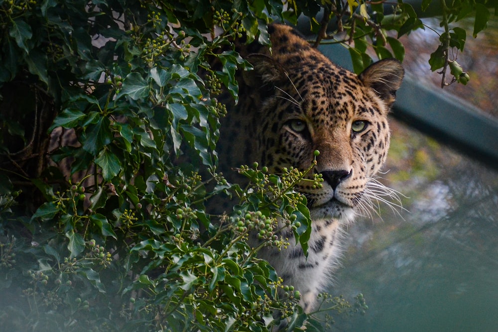 leopardo cerca de las hojas verdes durante el día