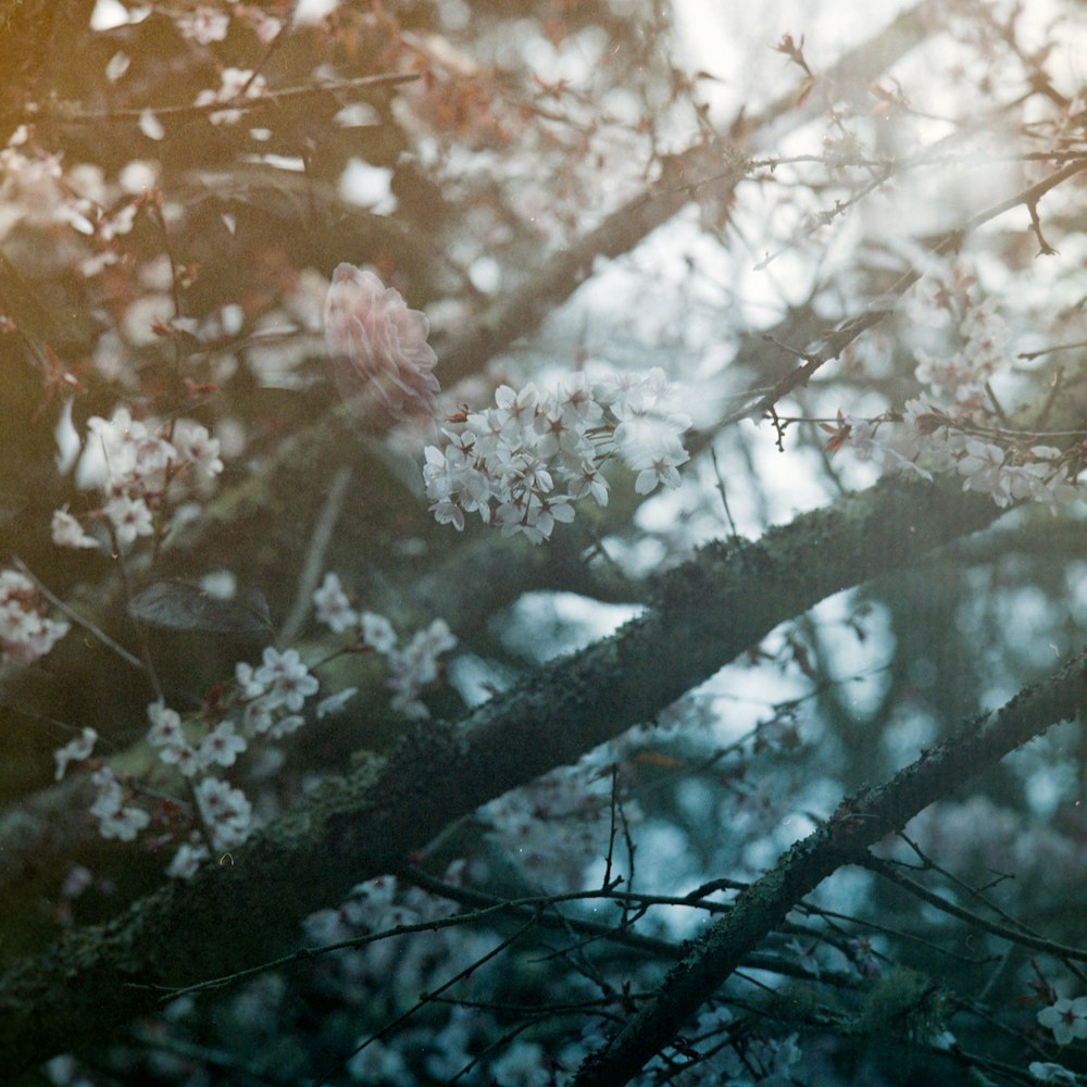 brown and white tree branch