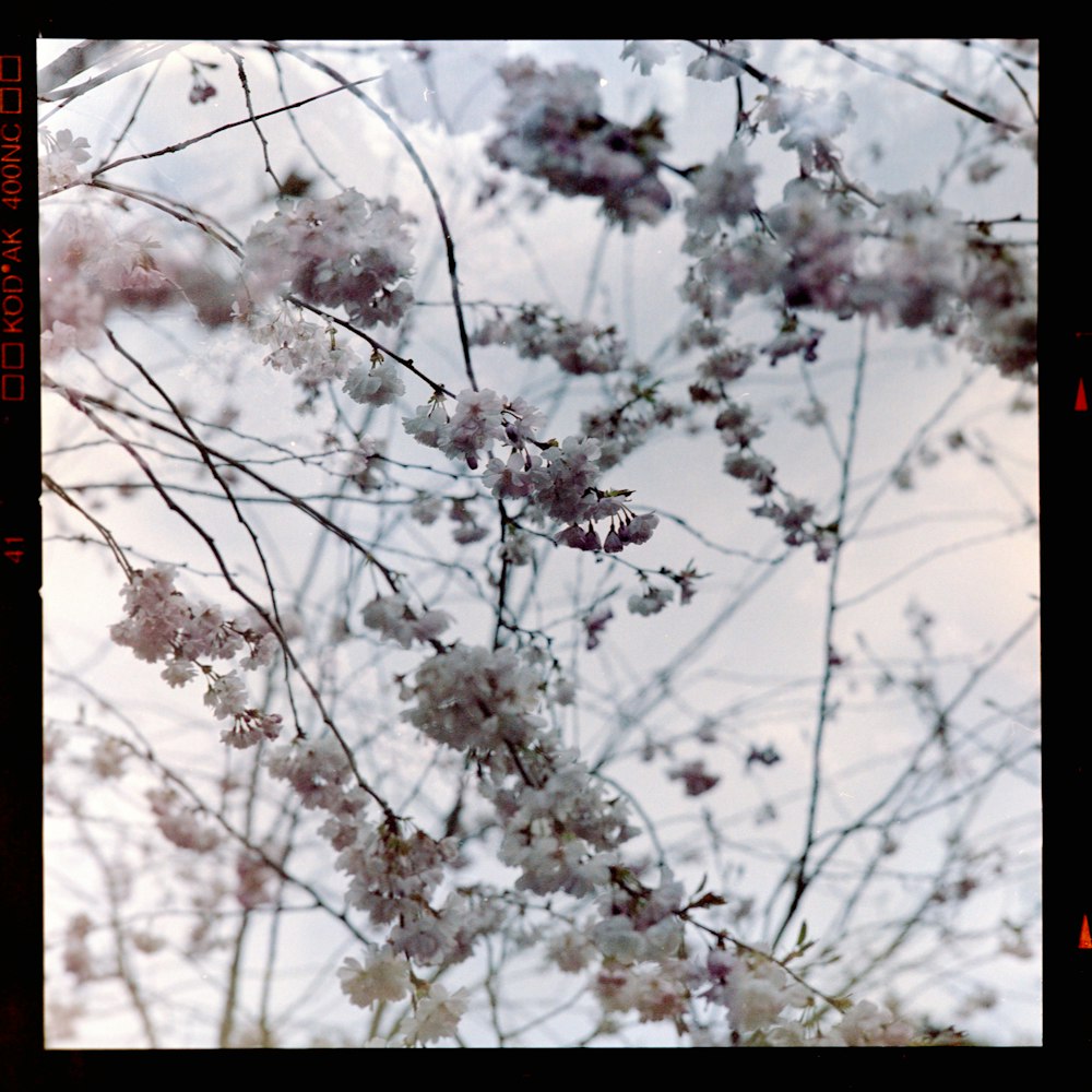 white flowers in tilt shift lens