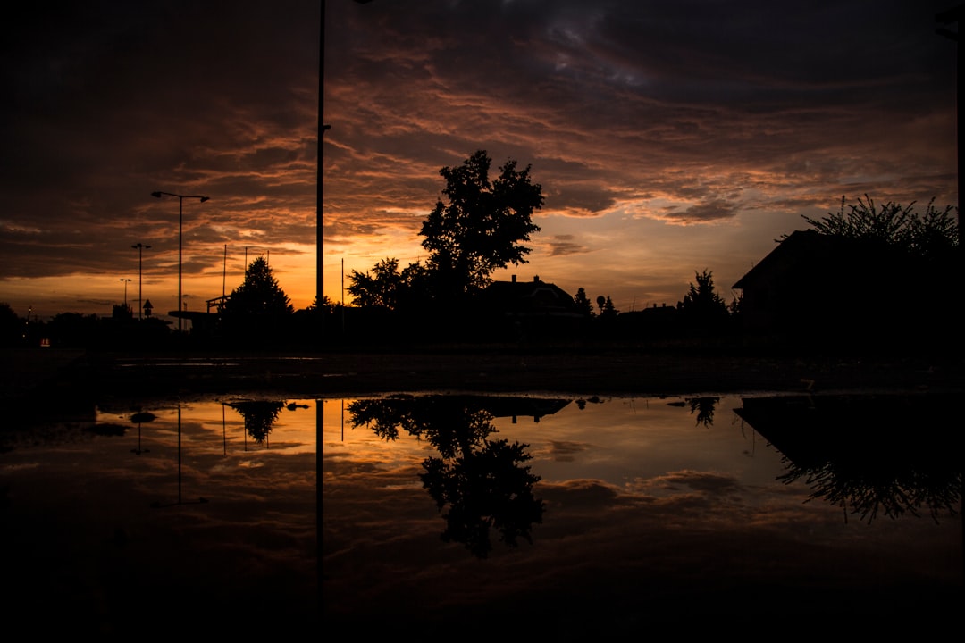 silhouette of trees near body of water during sunset