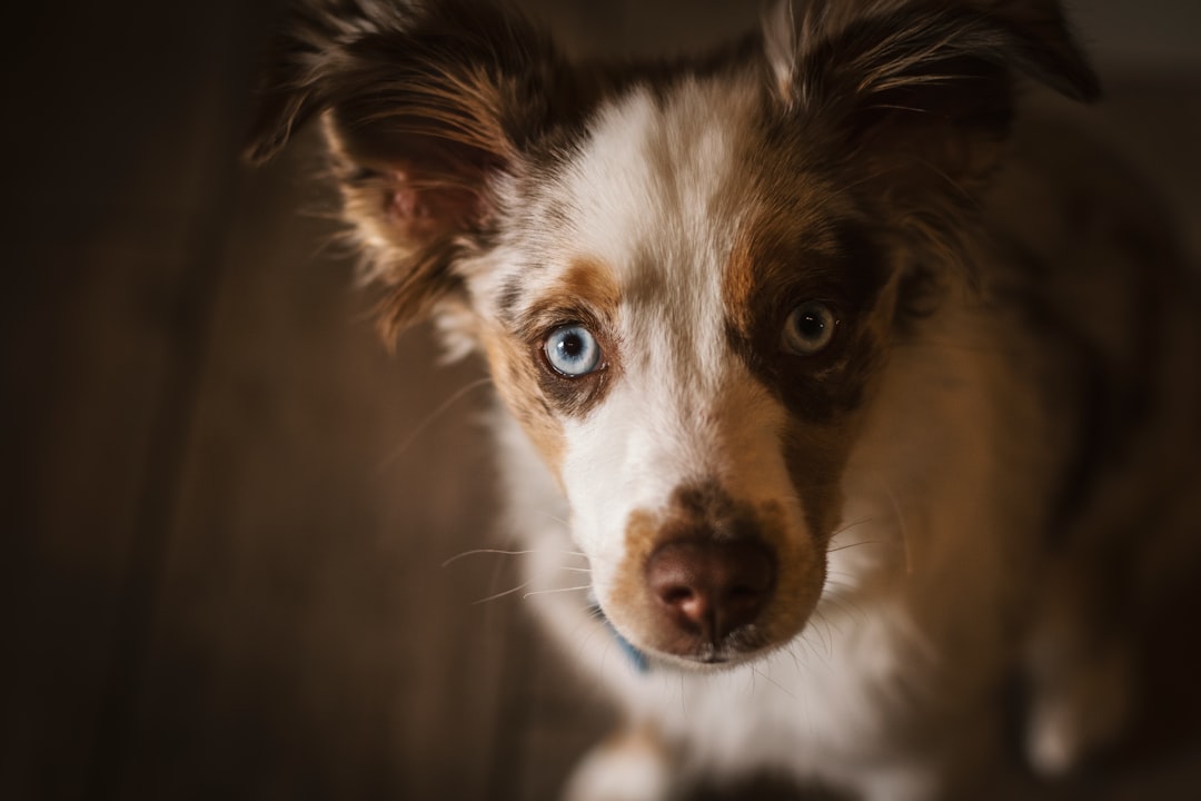 white and brown short coated dog