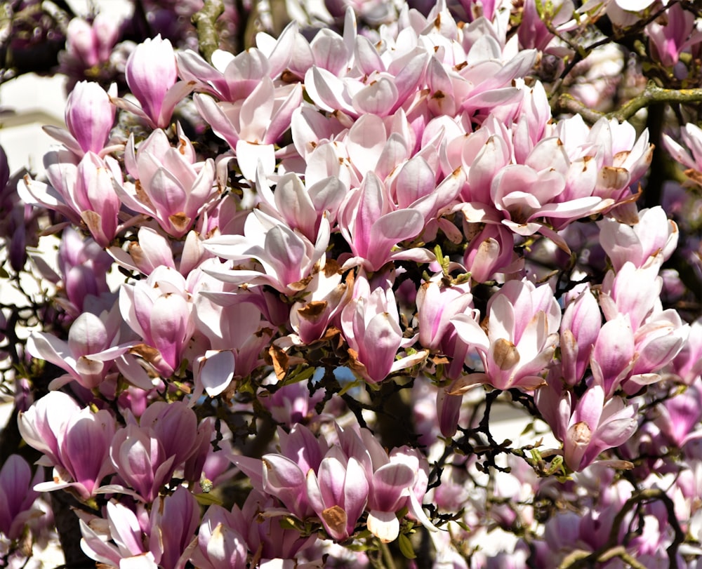 flor púrpura y blanca en fotografía de primer plano