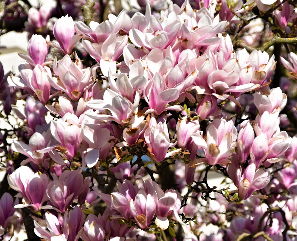 purple and white flower in close up photography