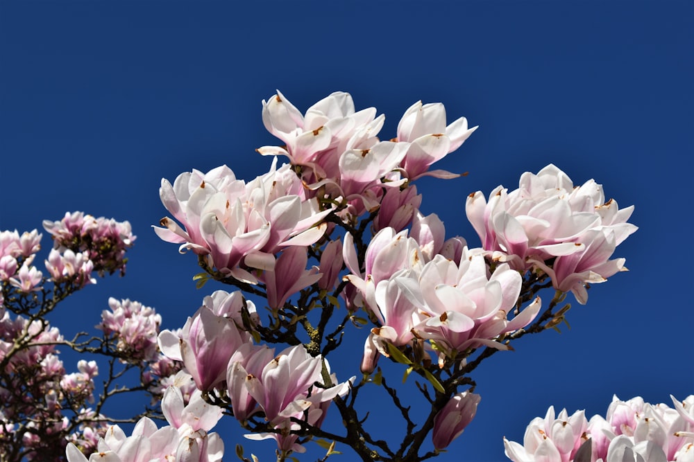 flores blancas y rosadas bajo el cielo azul durante el día