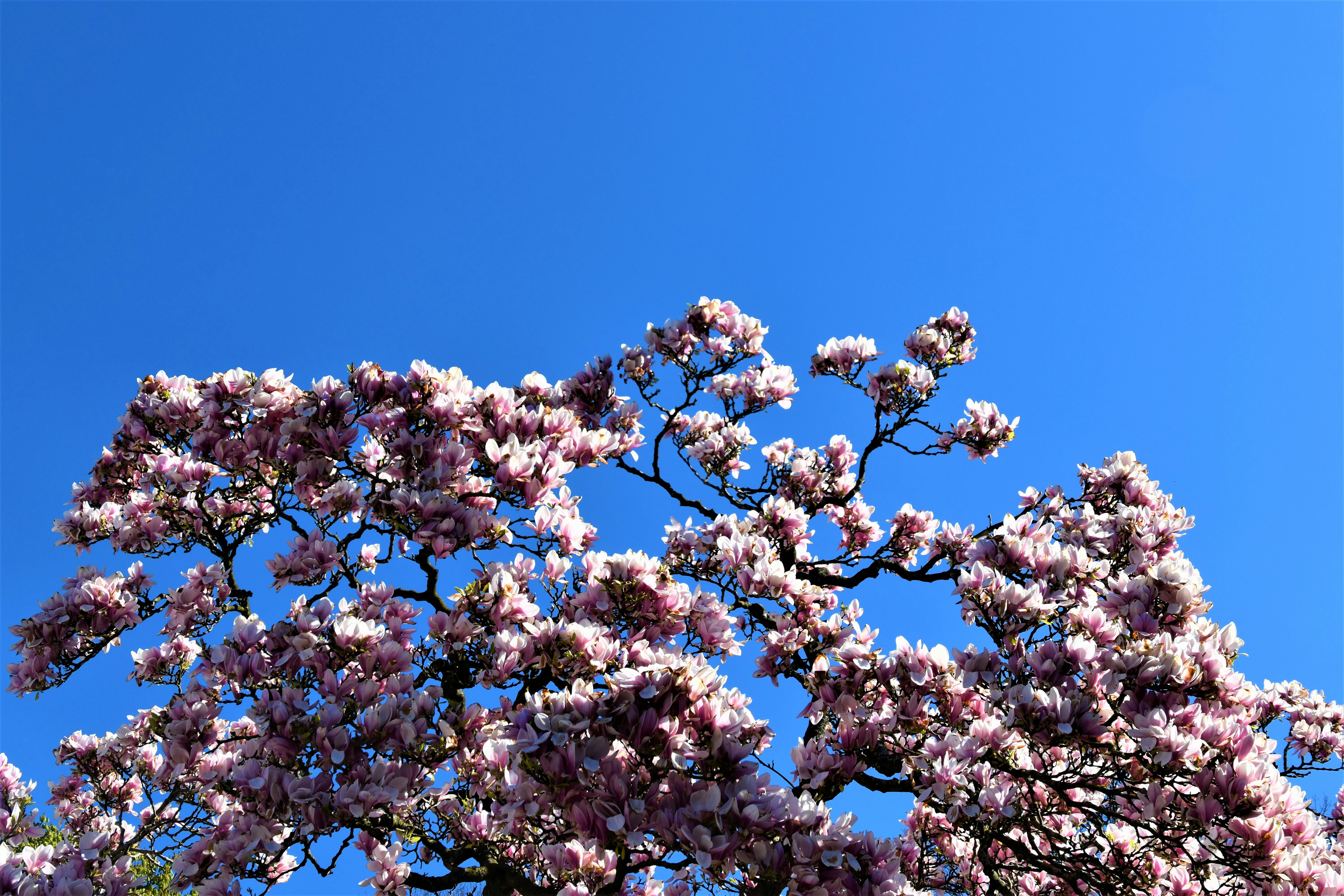 white cherry blossom under blue sky during daytime