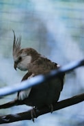 A bird with a prominent crest sits on a branch inside an enclosure with a blurred, checkered background. The bird has gray and white plumage and appears to be perched calmly.