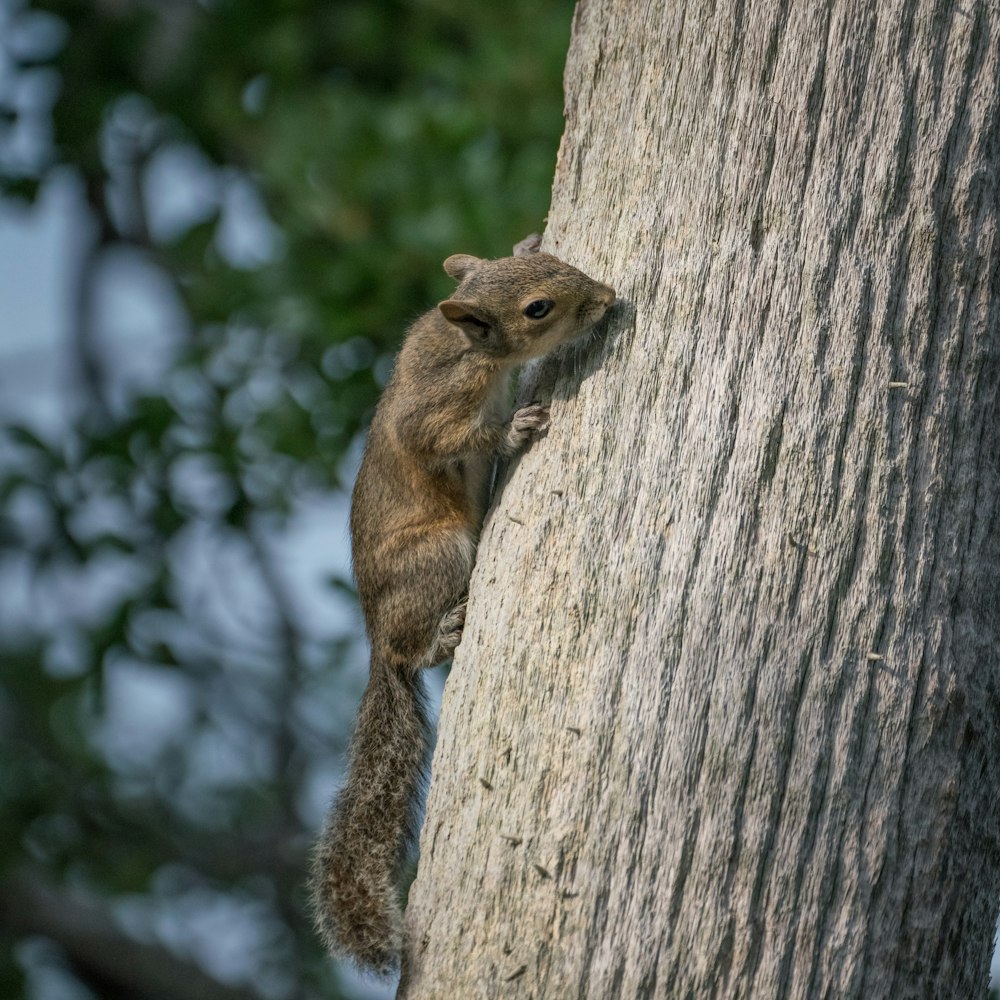 brown squirrel on brown tree trunk during daytime