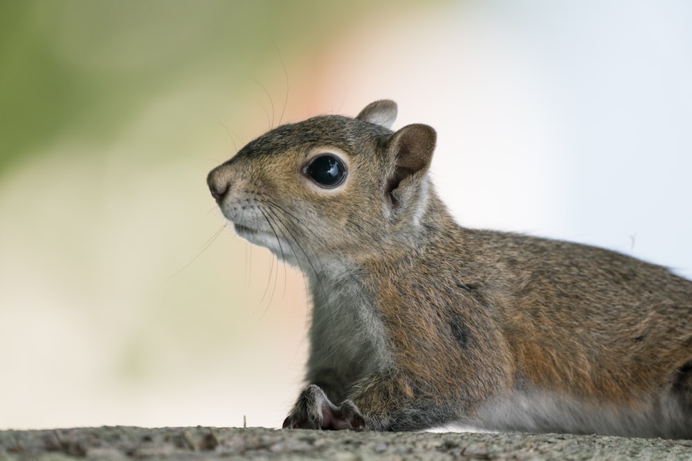 brown squirrel on brown tree branch