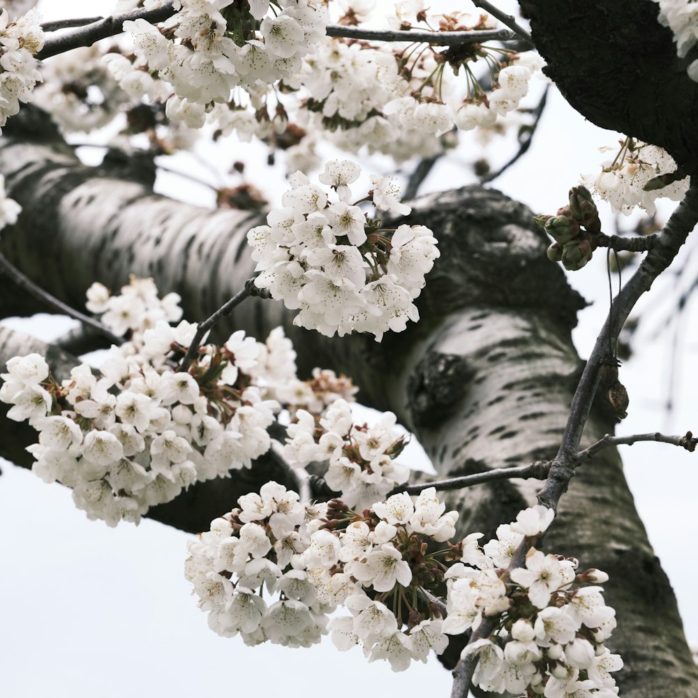 white cherry blossom tree during daytime