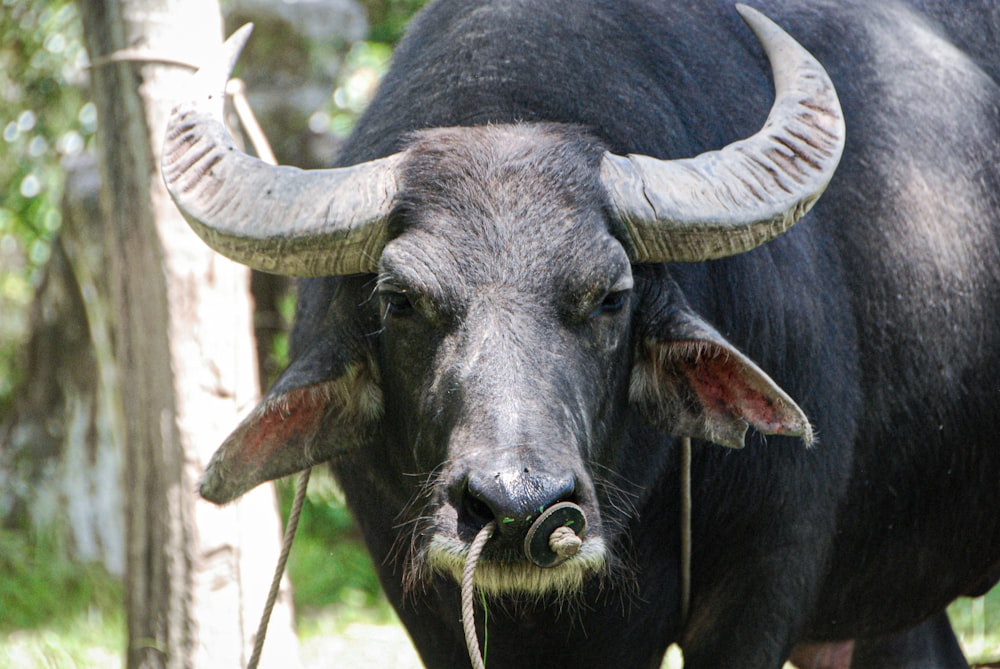 black water buffalo on green grass during daytime