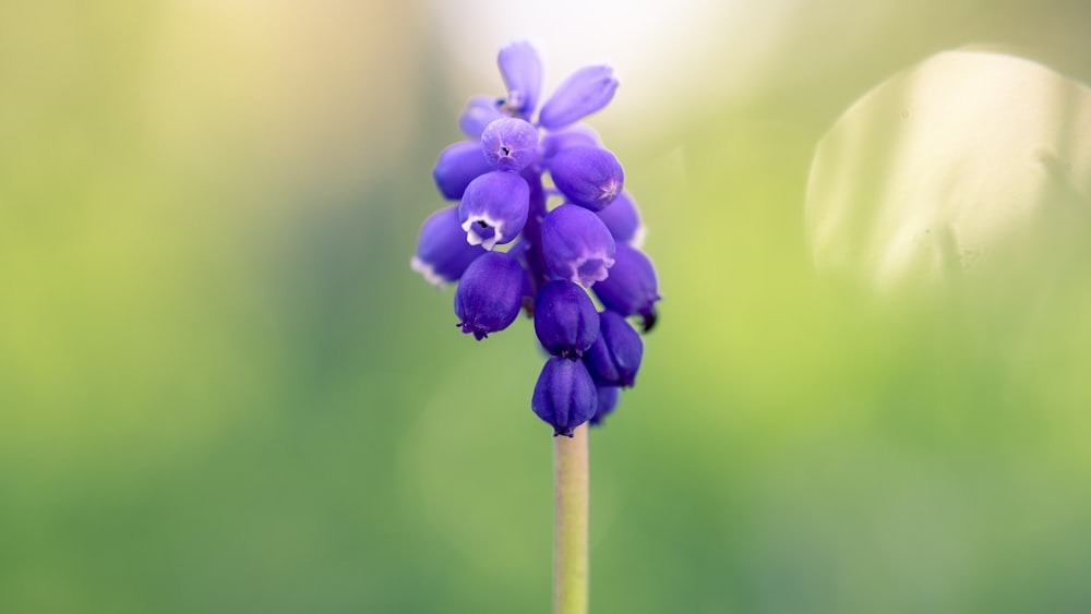 purple flower in macro shot