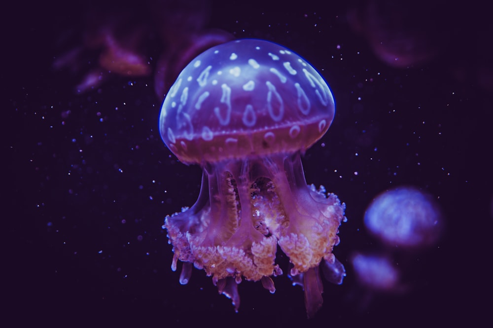 blue jellyfish in water in close up photography