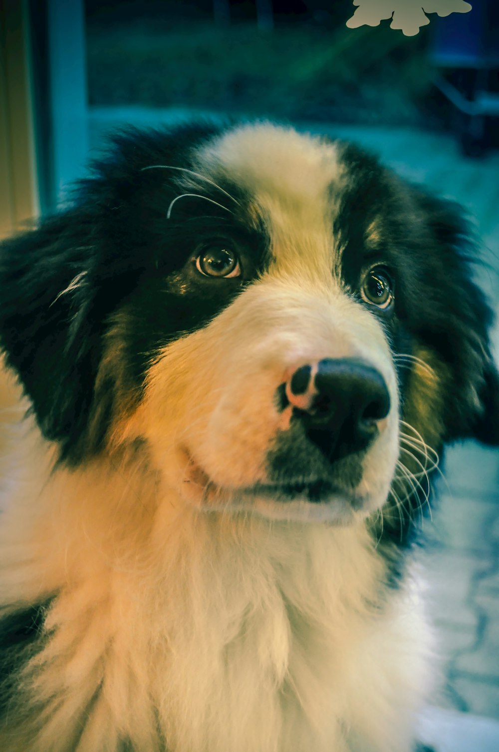 black and white border collie