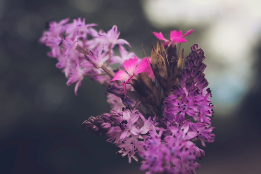 purple flowers in tilt shift lens