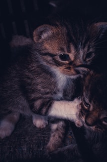Two adorable kittens snuggled together against a soft white background.