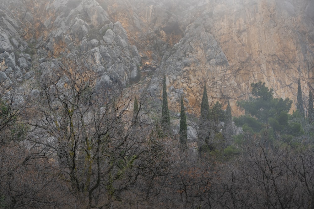 green trees near mountain during daytime